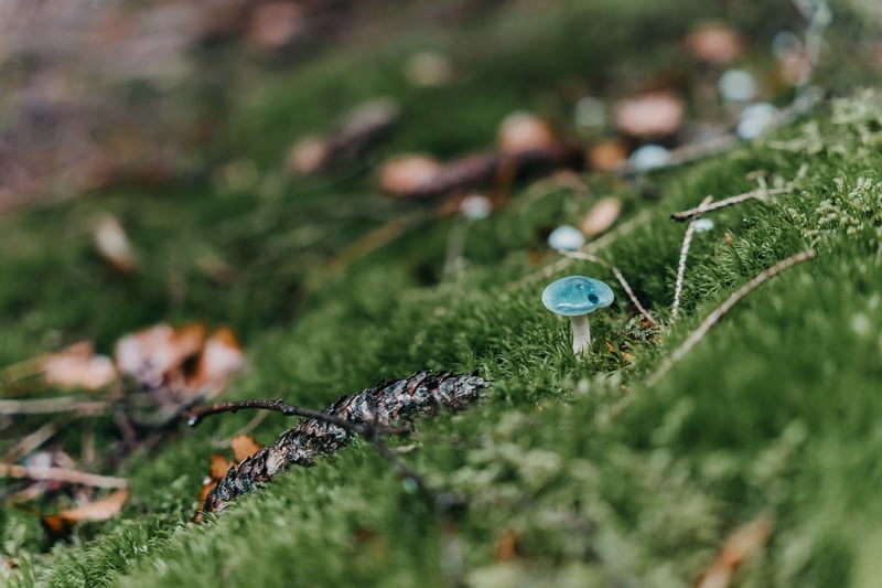 Moss Accents
