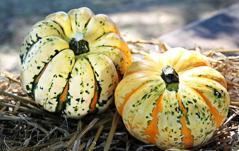 Seasonal Harvest Feast